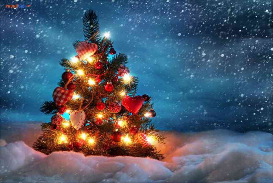Hình ảnh cây thông Noel đẹp nhất cho mùa Giáng Sinh - Dolatrees chia sẻ kiến thức về về các loại cây